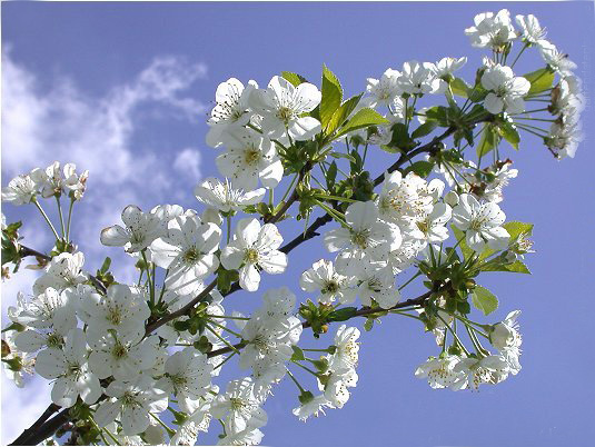Hedelmäpuumme tulevat laadukkainen kotimaisilta taimistotuottajilta. Valikoimissa omenapuita, luumupuita, kirsikkapuita ja pensaskirsikoita sekä päärynäpuita